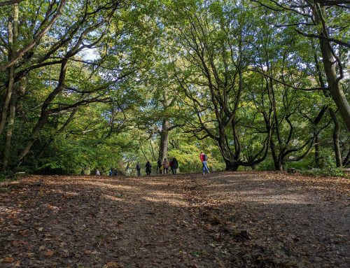 Hampstead Heath Autumn Walk Raises in Excess of £4,000
